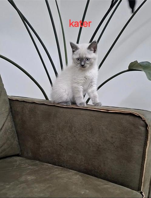 Britse korthaar❗️nog 1❗️kittens, Dieren en Toebehoren, Katten en Kittens | Raskatten | Korthaar, Meerdere dieren, 0 tot 2 jaar