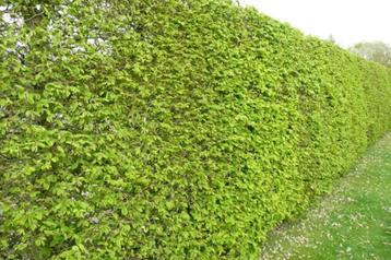 Haagplanten ( Beuk Haagbeuk ,Ligustrum ) beschikbaar voor biedingen