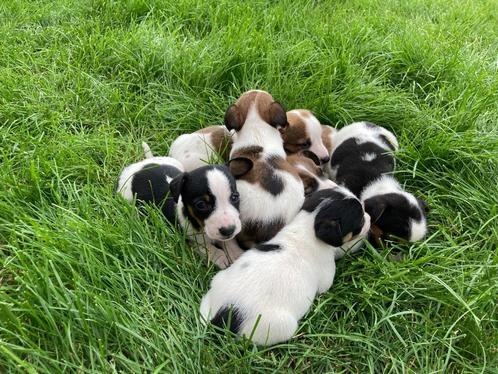 tricolor Jack Russel pups, Dieren en Toebehoren, Honden | Chihuahua's en Gezelschapshonden, Meerdere dieren, Overige rassen, Fokker | Hobbymatig