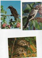 6 cartes oiseaux, Verzamelen, Postkaarten | Dieren, Ophalen of Verzenden, Vogel