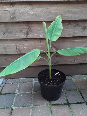 Musa Papua yellow variegata  beschikbaar voor biedingen