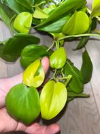 Philodendron Lemon Lime, Huis en Inrichting, Kamerplanten, Ophalen of Verzenden