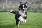 Australische herder pup speels junior reuke, CDV (hondenziekte), Meerdere, 8 tot 15 weken, Meerdere dieren