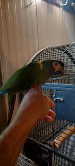 Jonge tamme geelnekara, Dieren en Toebehoren