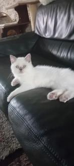 Britse korthaar, Dieren en Toebehoren, Poes, Gechipt, 0 tot 2 jaar