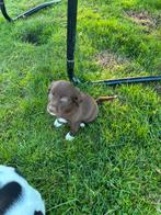 Kruising labrador en bordercollie, Dieren en Toebehoren, België, Overige rassen, CDV (hondenziekte), 8 tot 15 weken