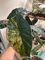 Alocasia yucatan princes variegata, Ophalen of Verzenden