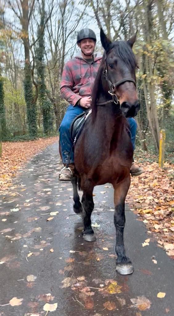 Toffe stevige merrie, Dieren en Toebehoren, Pony's, Merrie
