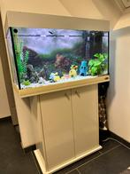 Aquarium Ferplast Dubai 80 avec poissons et accessoires, Animaux & Accessoires, Comme neuf, Enlèvement