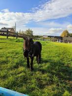 Verzorg paard, Ruin, Zadelmak, Recreatiepony, 7 tot 10 jaar