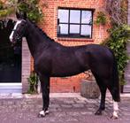 14 Jarige Merrie te koop allround, Dieren en Toebehoren, Merrie, L