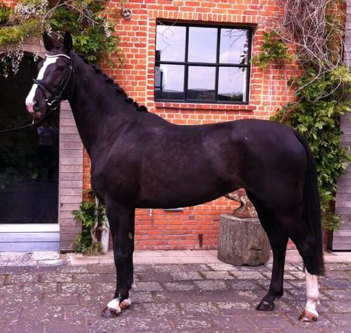 14 Jarige Merrie te koop allround, Dieren en Toebehoren, Paarden, Merrie, L