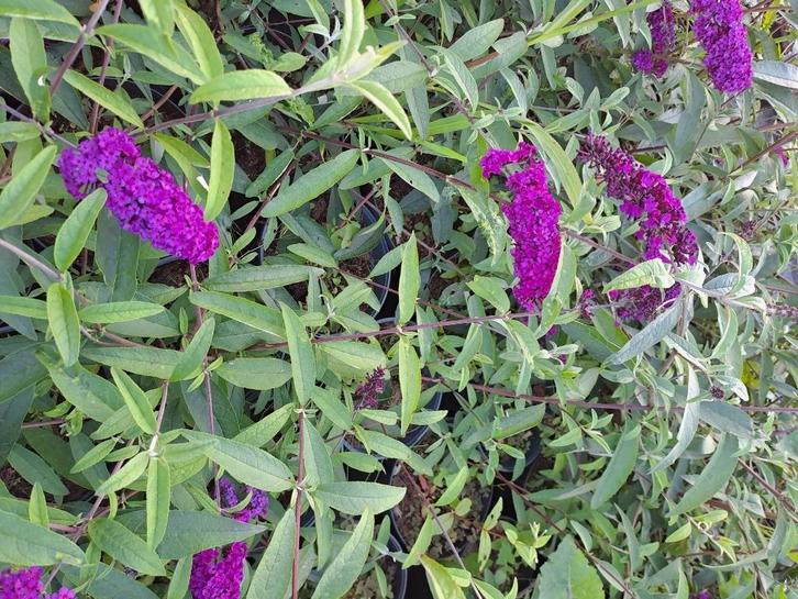 Vlinderstruiken, Tuin en Terras, Planten | Struiken en Hagen, Struik, Vlinderstruik, 100 tot 250 cm, Ophalen