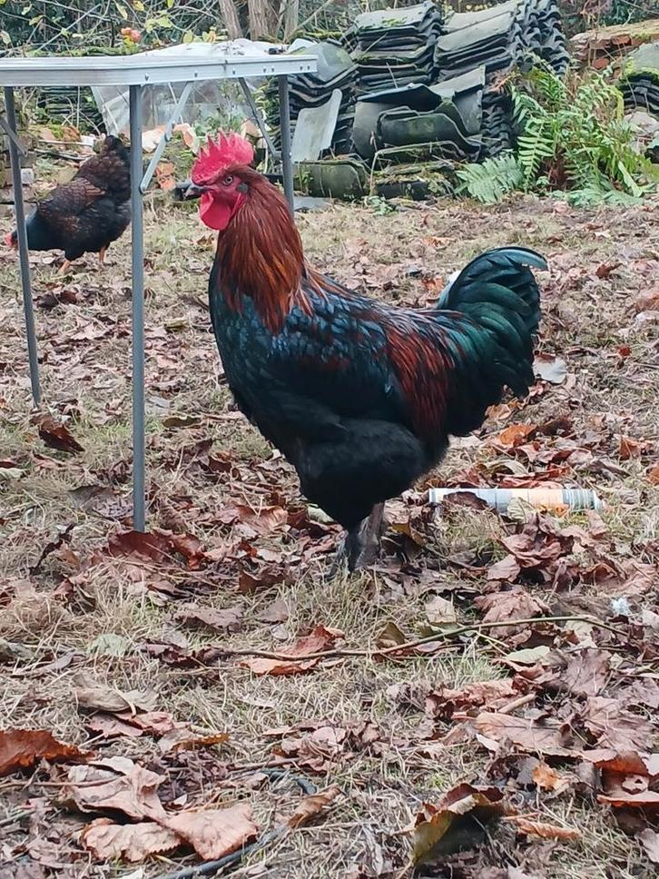 Marans haan zwart-koperhals – rustig, goede leider, Dieren en Toebehoren, Pluimvee