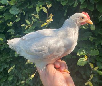 Koppel Leghorn Isabelpatrijs beschikbaar voor biedingen