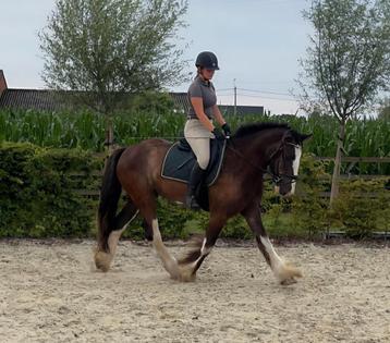Belle coldblood de 4 ans