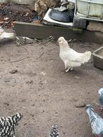 Coq et poulets, Plusieurs animaux, Poule ou poulet