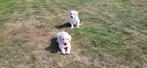 Labrador pups, Dieren en Toebehoren, België, Reu, CDV (hondenziekte), 8 tot 15 weken