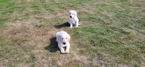 Labrador pups, Dieren en Toebehoren, Honden | Retrievers, Spaniëls en Waterhonden, Reu, Labrador retriever, Fokker | Professioneel