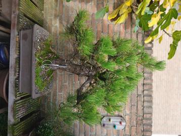 Bonsai zwarte den beschikbaar voor biedingen