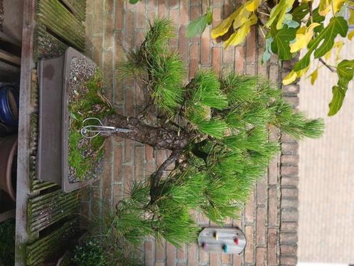 Bonsai zwarte den, Tuin en Terras, Planten | Bomen, Overige soorten, Minder dan 100 cm, Volle zon, Bloeit niet, In pot, Ophalen