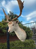 Taxidermie damhert opgezette, Ophalen of Verzenden