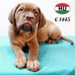 Schitterende Bordeaux Dog-puppy’s te koop, Dieren en Toebehoren, 15 weken tot 1 jaar, Buitenland, CDV (hondenziekte), Meerdere