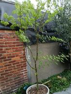 Japanse esdoorn, Tuin en Terras, Bloeit niet, Halfschaduw, Overige soorten, 100 tot 250 cm