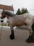 Belgische werkpaardhengst, Hengst