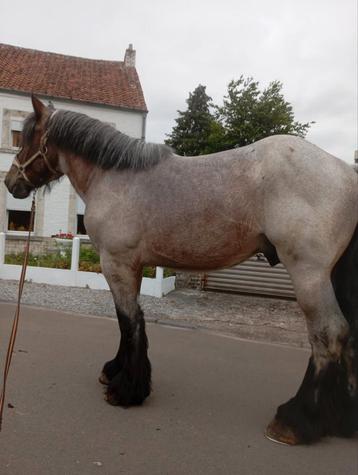 Cheval de trait  ( trekpaard )belge étalon, Étalon