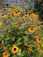 Rudbeckia Triloba, bloei voor volgend jaar, lange bloeier, Tuin en Terras, Planten | Tuinplanten, Volle zon, Vaste plant, Zomer
