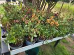 40 grote dahlia's, Tuin en Terras, Planten | Tuinplanten, Volle zon, Vaste plant, Zomer, Ophalen