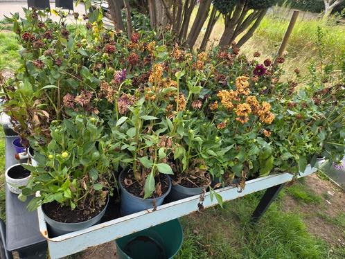 40 grote dahlia's, Tuin en Terras, Planten | Tuinplanten, Vaste plant, Overige soorten, Volle zon, Zomer, Ophalen