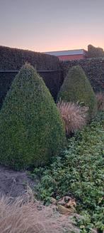 MOOIE GROTE GEZONDE BUXUS STRUIKEN, Tuin en Terras, Volle zon, Vaste plant, Bloeit niet, Ophalen