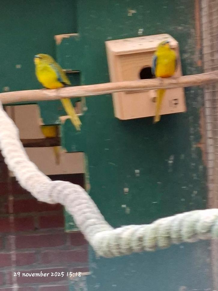 Neophema elegant, Dieren en Toebehoren, Vogels | Parkieten en Papegaaien, Tam