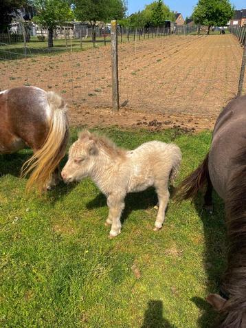 Shetlandpony hengst, Poney de récréation, Poney A (jusqu'à 1.17 m), 0 à 2 ans, Vermifugé