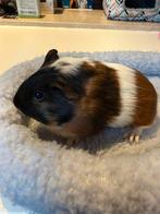 Gladhaar zeugje, Dieren en Toebehoren, Knaagdieren, Cavia, Vrouwelijk, Tam, Oktober