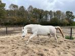 Prachtige, bereden Arabische merrie met top bloedlijnen!, Dieren en Toebehoren, Pony's, 7 tot 10 jaar, Recreatiepony, Merrie, E pony (1.48m - 1.57m)