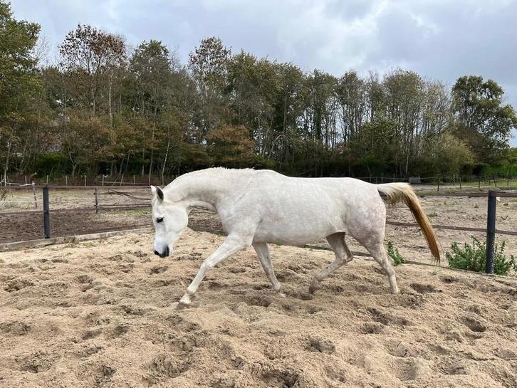 Prachtige, bereden Arabische merrie met top bloedlijnen!, Dieren en Toebehoren, Pony's, Merrie, B, E pony (1.48m - 1.57m), Recreatiepony