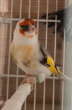 Putter  man 2024, Dieren en Toebehoren