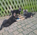 duitse herder pups, Dieren en Toebehoren, Honden | Herdershonden en Veedrijvers, CDV (hondenziekte), België, 8 tot 15 weken, Meerdere