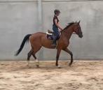 Wiktor de Marvic - veelbelovende jonge Belgische Warmbloed, Dieren en Toebehoren, Paarden, Springpaard, Gechipt, Ruin, Zadelmak