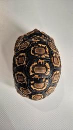 Stigmochelys pardalis Kenya (Tortue), Enlèvement, Neuf, Autres types