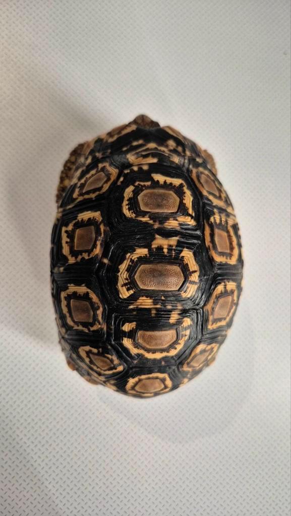 Stigmochelys pardalis Kenya (Tortue), Animaux & Accessoires, Reptiles & Amphibiens | Accessoires, Neuf, Autres types, Enlèvement