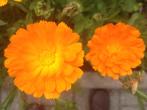 10 graines Calendula - souci - orange - fleurs comestibles, Graine, Envoi