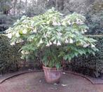 BRUGMANSIA ( engelen trompet), Tuin en Terras, Planten | Bomen, Ophalen of Verzenden