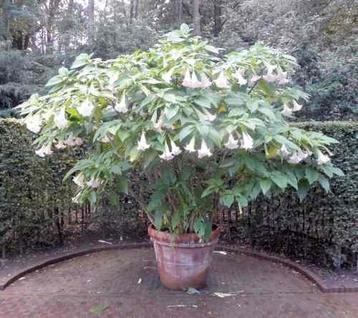 BRUGMANSIA ( engelen trompet) beschikbaar voor biedingen