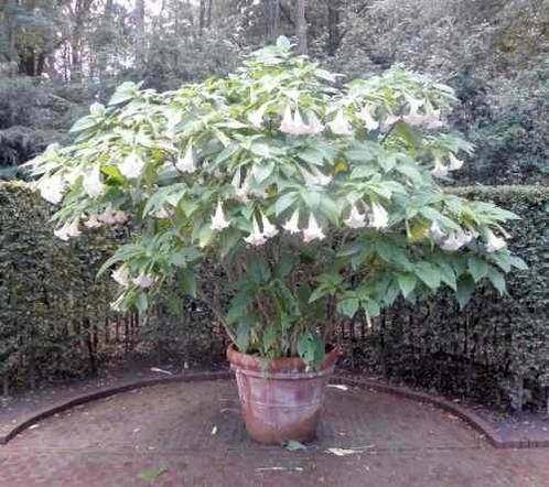 BRUGMANSIA ( engelen trompet), Tuin en Terras, Planten | Bomen, Ophalen of Verzenden