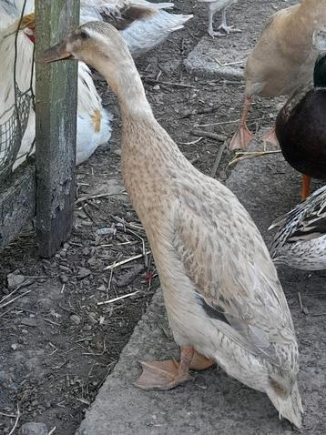 Canard indien qui court, femelle, Femelle, Canard