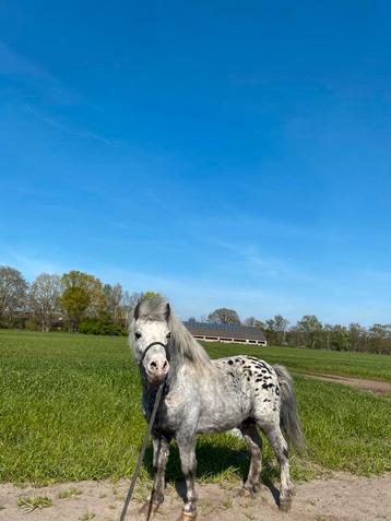 Mooie shetlander hengst, Dieren en Toebehoren, Pony's, Hengst, A pony (tot 1.17m), 11 jaar of ouder